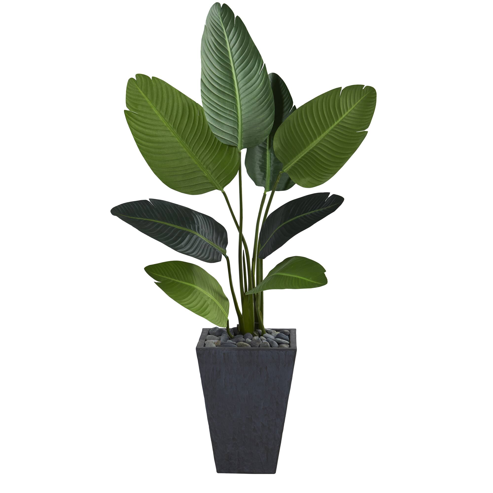 4ft. Travelers Palm Tree in Slate Planter